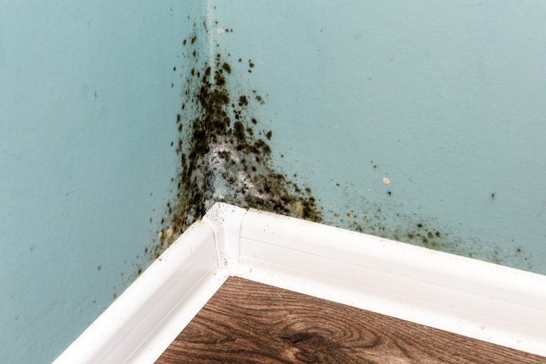 Black mould growth on a damp interior wall corner above skirting boards with visible moisture damage and flooring below