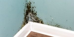 Black mould growth on a damp interior wall corner above skirting boards with visible moisture damage and flooring below